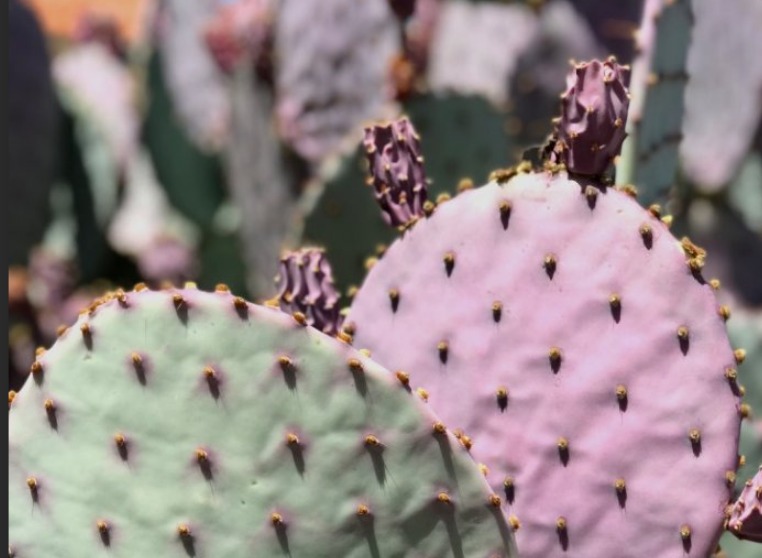 Nopales morados